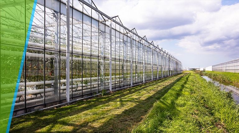 Flipper Plus en Serenade: blad- en wortelbescherming en plantweerbaarheid binnen een geïntegreerd IPM‑schema